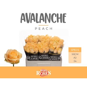 R GR AVALANCHE PEACH