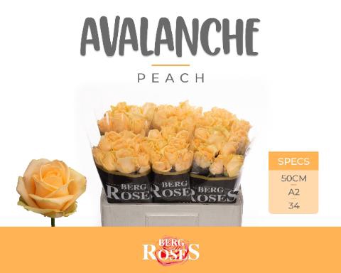 <h4>R GR AVALANCHE PEACH+  A2</h4>