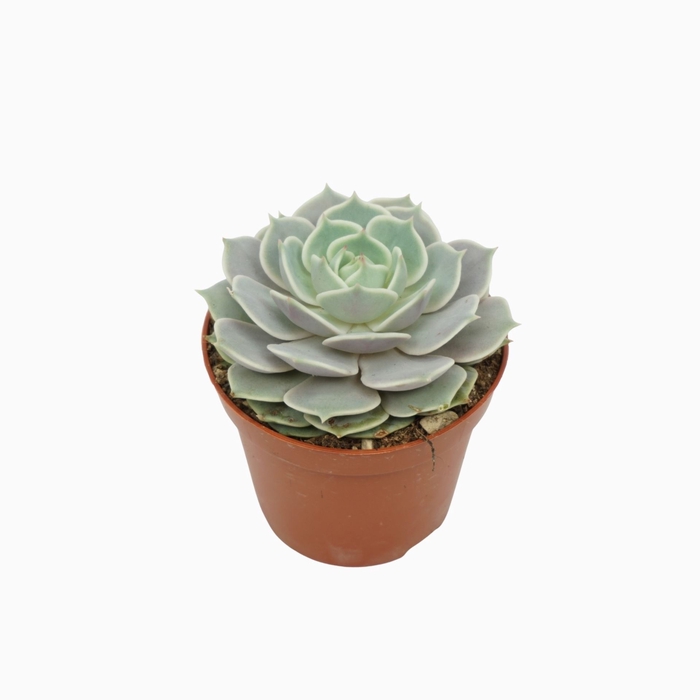 <h4>Echeveria</h4>