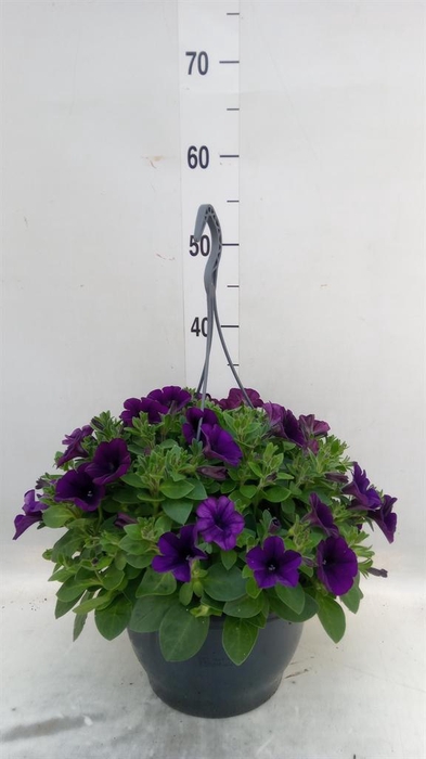 <h4>Petunia   ...</h4>