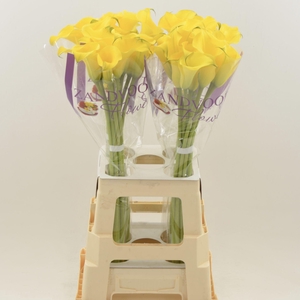 Calla Dutch Gold