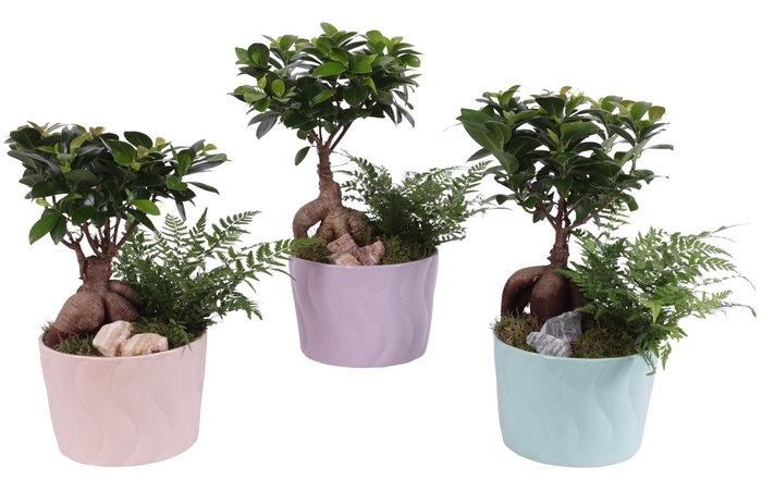 <h4>Opm Yearround Arr. Indoor Ceramic Soft Elegance</h4>