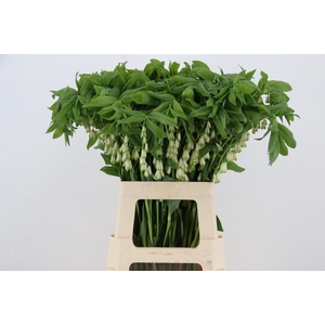 POLYGONATUM MULTIFLO