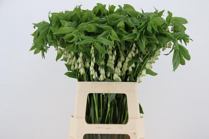 <h4>POLYGONATUM MULTIFLO</h4>