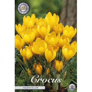 Crocus Vernus Golden Yellow X10