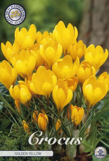 <h4>Crocus Vernus Golden Yellow X10</h4>