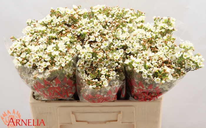 <h4>Chamelaucium Dawn Pearl</h4>