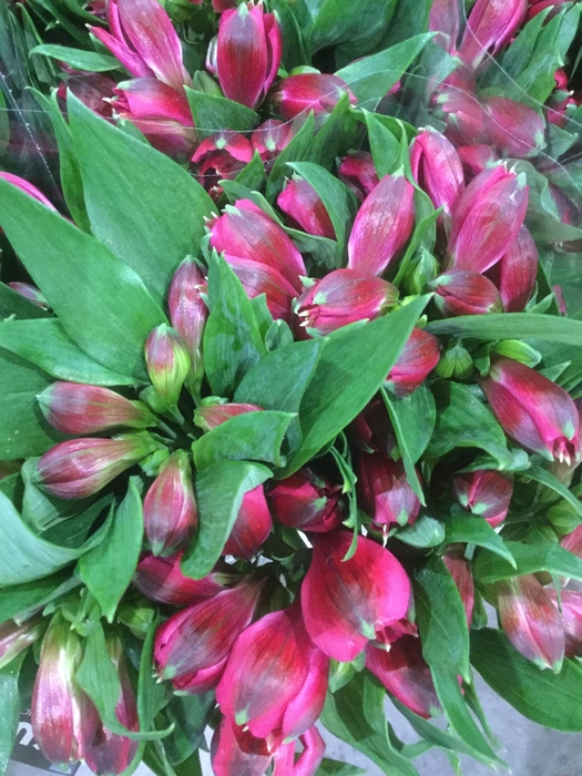 <h4>ALSTR NOIZE</h4>