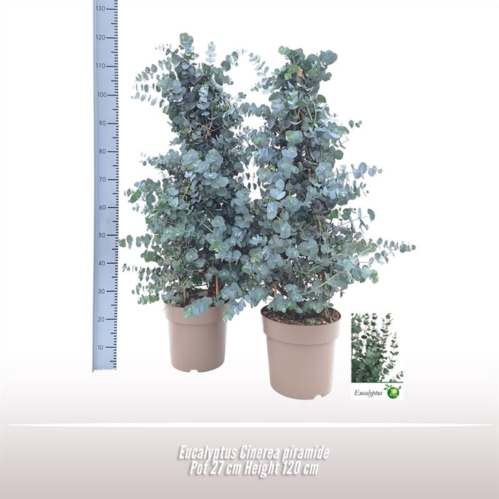 <h4>Eucalyptus Cinerea piramide</h4>