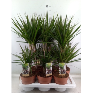 Dracaena marg.