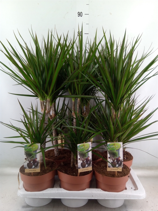 <h4>Dracaena marg.</h4>