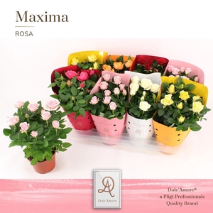 Potroos Mix P14 Dolc'Amore® Maxima Metallic