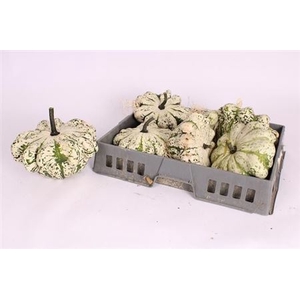 Sierfruit Pompoen Cucurbita
