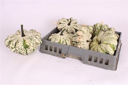 <h4>Sierfruit Pompoen Cucurbita</h4>