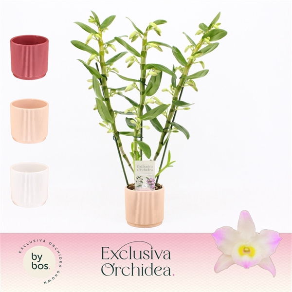 <h4>Dendrobium nobile Spring Dream 'Kumiko'</h4>