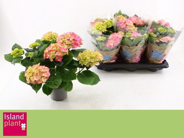 <h4>HYDR M EARLY ROSA</h4>