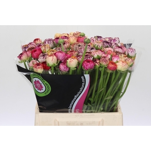 Ranunculus Elegance Cappucino Mix