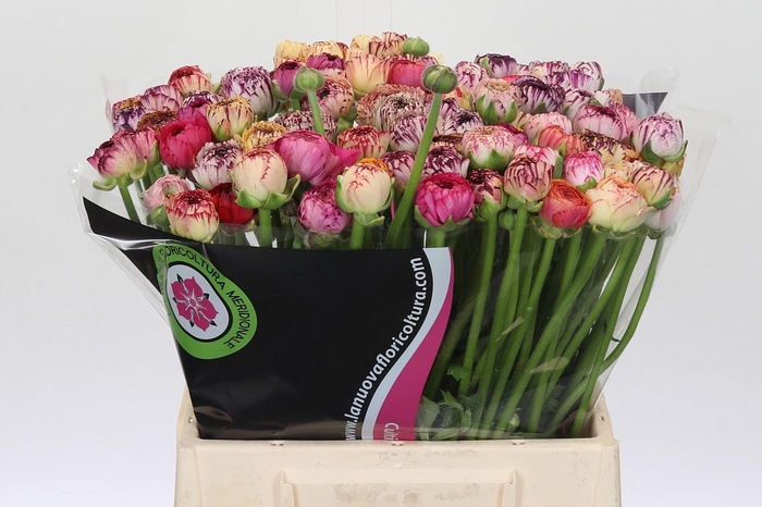 <h4>Ranunculus Elegance Cappucino Mix</h4>