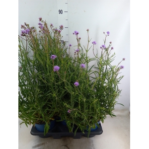 Verbena bonariensis