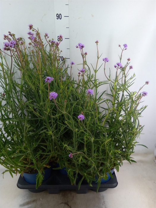 <h4>Verbena bonariensis</h4>