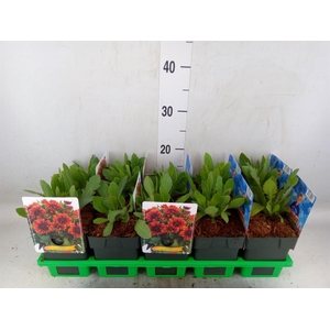 Gaillardia   ...