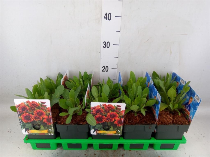<h4>Gaillardia   ...</h4>