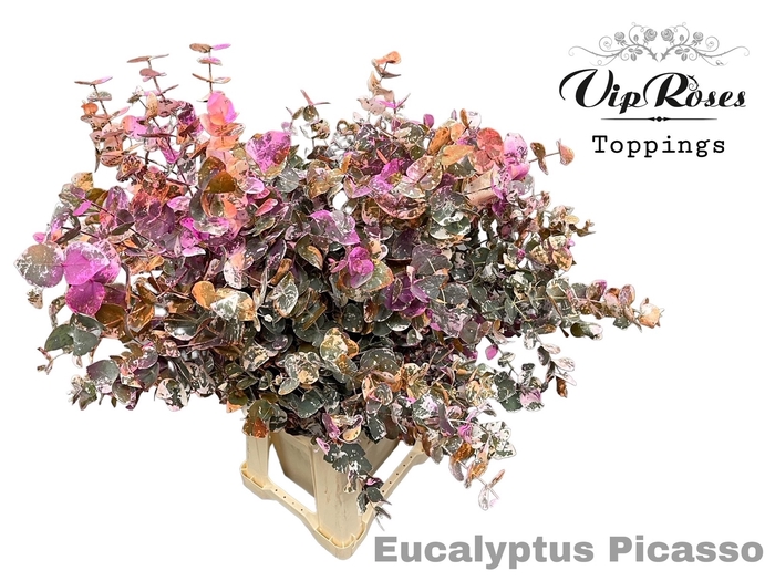 <h4>EUCA CINEREA PICASSO 200GR</h4>