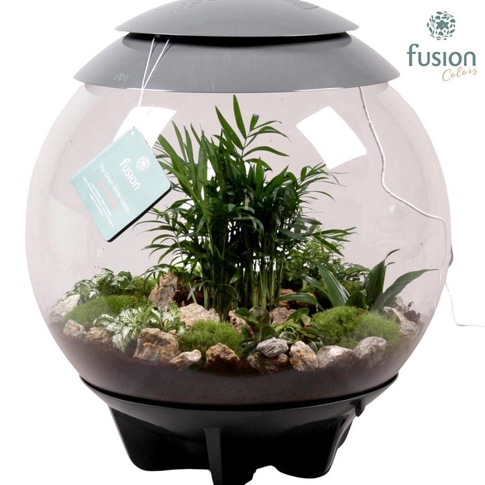<h4>Terrarium Exclusive XXL grijs met arrangement</h4>