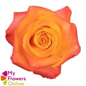 R Gr Aloha Orange 50cm EC