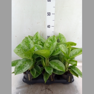 Aglaonema  'Lemon Mint'