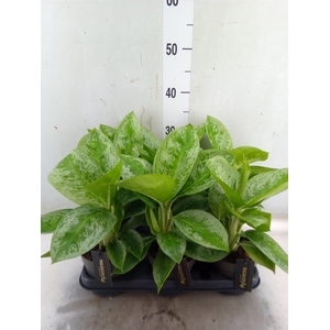 Aglaonema  'Lemon Mint'