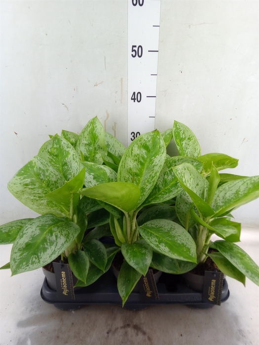 <h4>Aglaonema  'Lemon Mint'</h4>