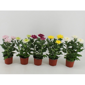 Chrysanthemum Zembla gemengd