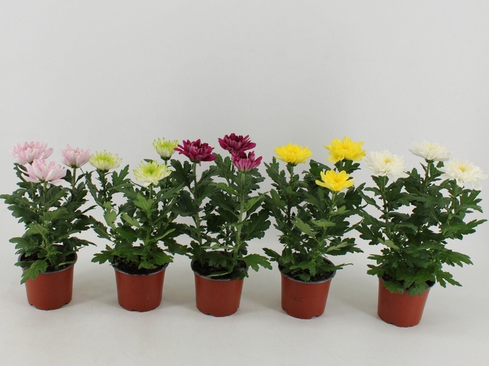 <h4>Chrysanthemum Zembla gemengd</h4>