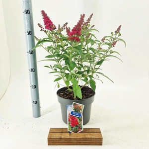 Buddleja Butterfly Candy Little Rub