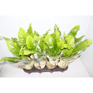 ASPLENIUM NIDUS P14