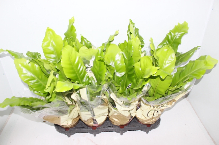 ASPLENIUM NIDUS P14