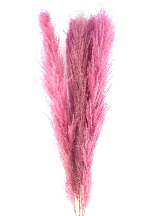 Dried Cortaderia Lao Grass Bleached L Pink P Stem