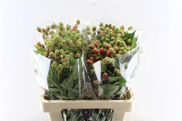 <h4>Rubus Fr Chester</h4>