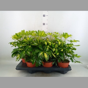 Schefflera arbor. 'Gerda'