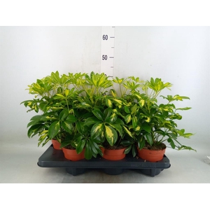 Schefflera arbor. 'Gerda'