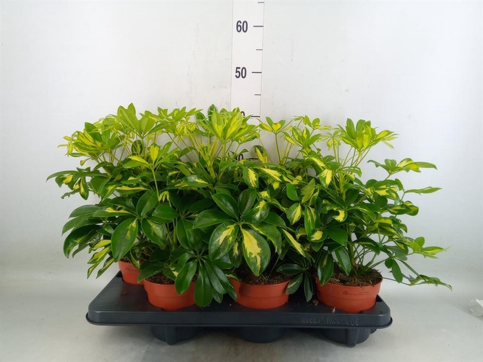 <h4>Schefflera arbor. 'Gerda'</h4>