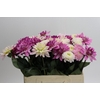 Dahlia mixed bunch