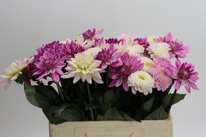 Dahlia mixed bunch