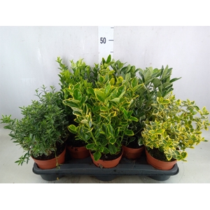 Euonymus japon.   ...mix