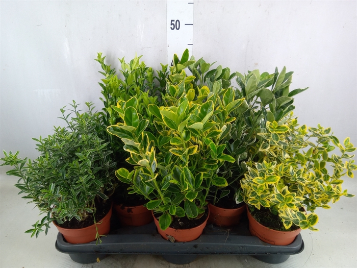 <h4>Euonymus japon.   ...mix</h4>