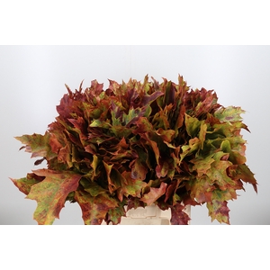 Quercus Kl Bh Authum