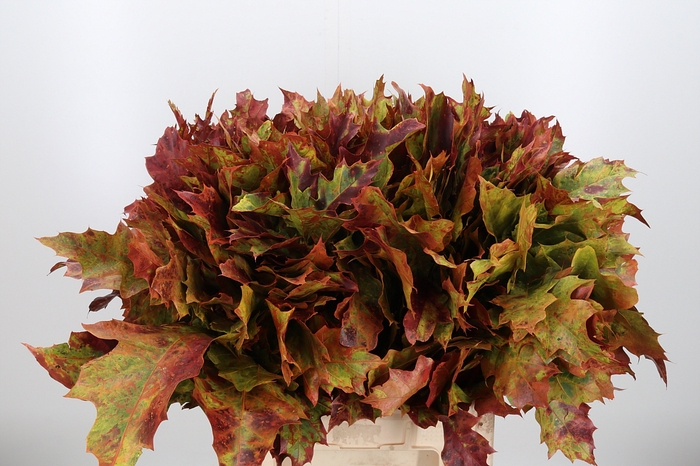 <h4>Quercus Kl Bh Authum</h4>