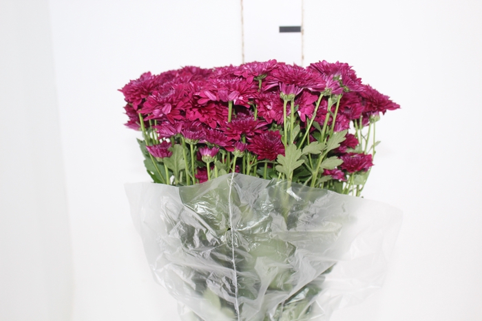 <h4>CRISANTEMO SANTINI PROCIDA 080 CM</h4>