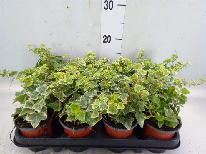 <h4>Hedera helix 'White Wonder'</h4>